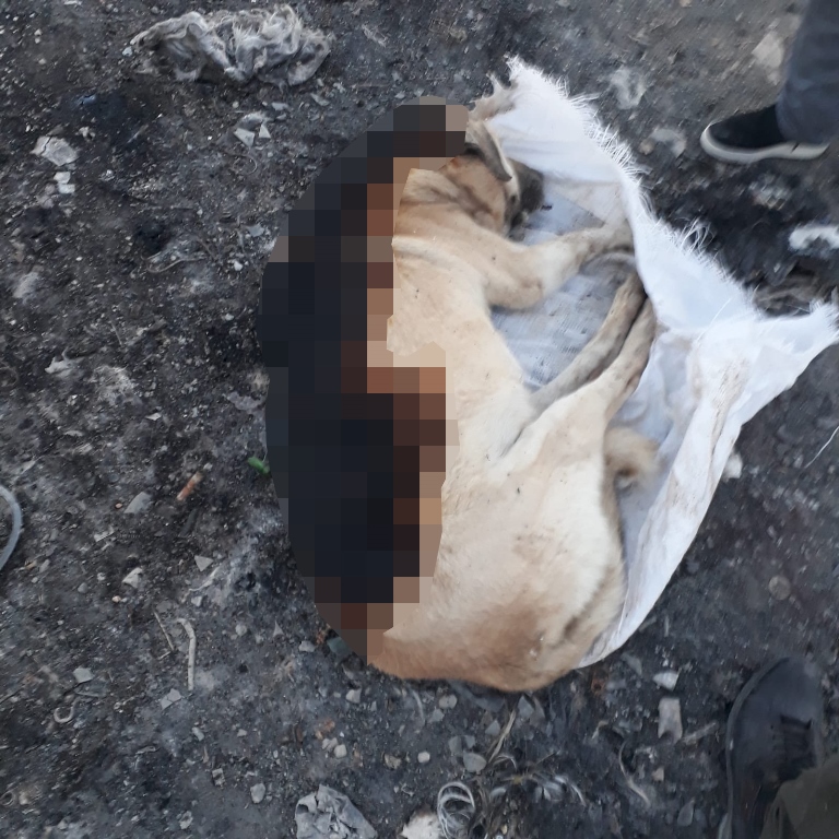 Yakılmış köpek ölüsü bulundu