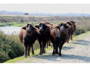 Kızılırmak Deltası’nda manda sayısı 3 binden 10 bine çıktı