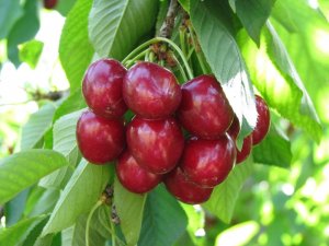 TARSİM uyardı: “Kiraz için sigortanın tam zamanı”