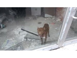 Memleketine giden sahibinin dükkana kilitlediği köpek kurtarıldı