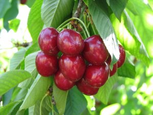 Kiraz üreticisine sigortalama dönemi uyarısı