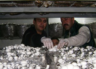 Halkapınar'da kültür mantarı üretildi