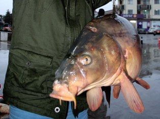 Adı ‘Beyşehir Gölü Canavarı’