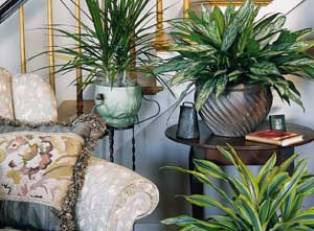 Çiçek bakımı psikoterapi gibi