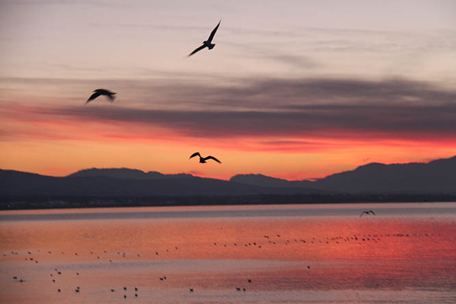 Konya, Aksaray, Karaman ve Nevşehir'de 131 bin 686 tane su kuşu sayıldı