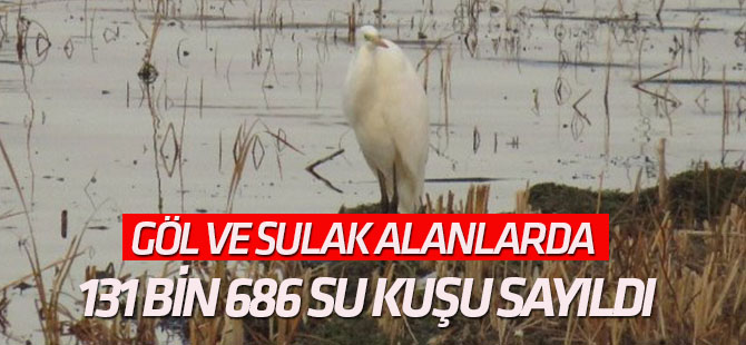 Göl ve Sulak Alanlarda 131 Bin 686 Su Kuşu Sayıldı