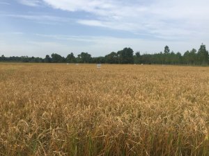 Çeltik samanı göz ardı ediliyor