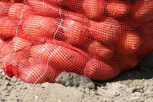 3.5 ton patatese el konuldu