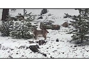 Gördüğü vaşağı “pisipisi” diye çağırdı