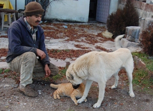 Zor durumdaki hayvanlar için yardım çağrısı