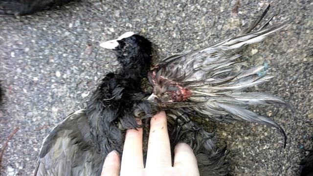 Suçüstü yakalanan kaçak avcılara 22 bin lira ceza kesildi