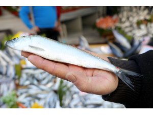 "Güneşi gören hamsi kaçtı"