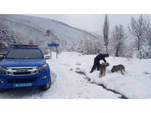 Mehmetçik karda aç kalan hayvanları unutmadı