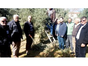 Sarıgöl’de zeytin budama eğitimi
