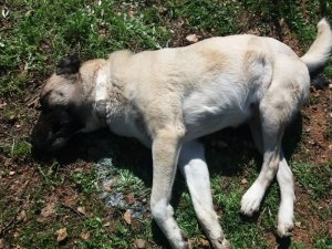 Manisa’da sahipli 5 köpek zehirlendi