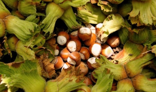 İtalyanlar Türk fındığına savaş açtı!