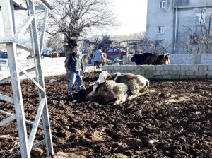 İnekleri elektrik çarptı