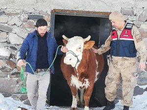 Kardaki toynak izleri hırsızlık zanlısını yakalattı