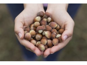 Ferrero fındık’tan Türkiye’ye 150 milyon TL yatırım