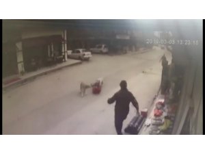 Köpeklerin saldırısına uğrayan çocuğu esnaf kurtardı