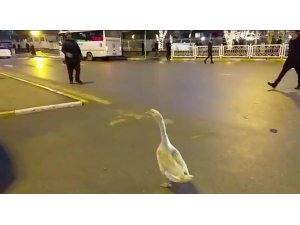 Sahibinin elinden kaçan kaz, trafiği birbirine kattı