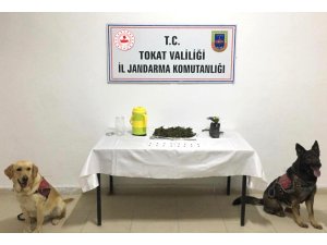Hassas burunlar uyuşturucuya geçit vermedi