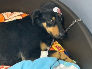 Havlama sesinden rahatsız olduğu köpeği başından vurdu