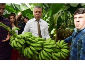 Muz üretimi 163 bin tona ulaştı