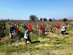 Üzüm bağları Türk bayraklarıyla donandı