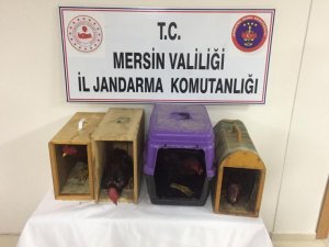 Horoz dövüştüren şahıslara operasyon