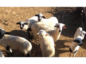 ADÜ akademisyenleri, Balıkesir’de organik tarımı anlattı