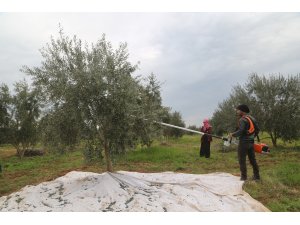 Zeytini, köylüye örnek, mevsimlik işçiye umut oldu