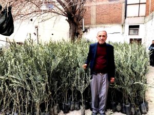Sarıgöl Ziraat Odasından çiftçilere zeytin fidanı