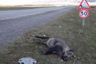 Yaban domuzları korkulu rüya