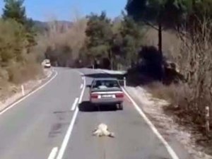 Köpeği aracının arkasından sürükleyen cani serbest bırakıldı