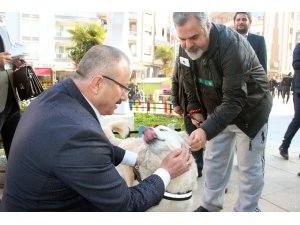 AK Partili Yılmaz: "Sokak hayvanlarını doğal yaşam parkına kavuşturacağız"