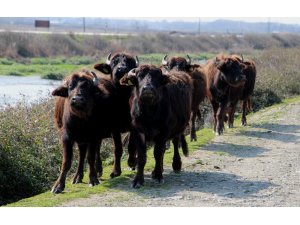 Kızılırmak Deltası’nda manda hazırlığı