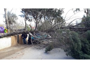 Şiddetli rüzgar ağacı devirdi