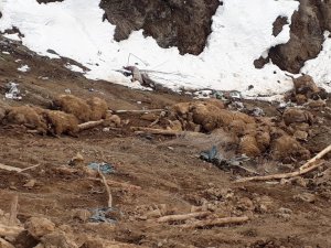 Çatak’ta ahır çöktü: 43 hayvan telef oldu