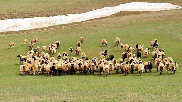 Konya Ovası’na  hayvancılık desteği