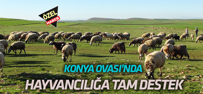 Konya Ovası’na  "Hayvancılık" desteği