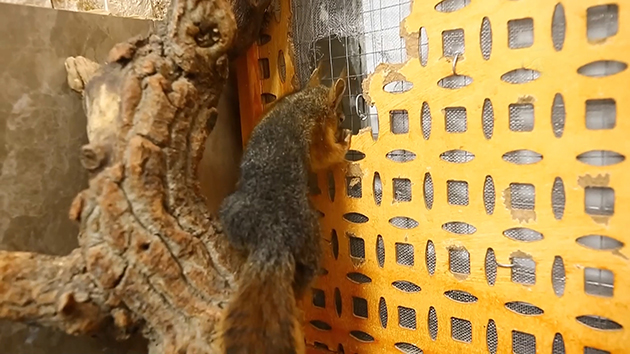 Kereste atölyesinde kesilmekten kurtulan sincaplar hayata tutundu