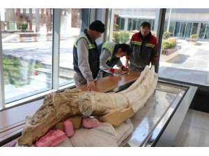 7,4 milyon yıllık hayvan fosilleri belediye başkanlığında sergilenecek