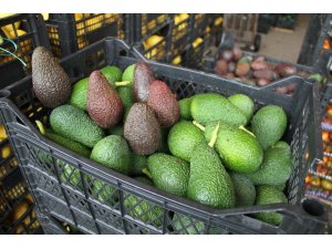 Türkiye’nin avokadosu Antalya’da yetişiyor