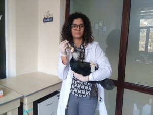 Daday’da yaralı olarak bulunan Karabatak, tedavi altına alındı