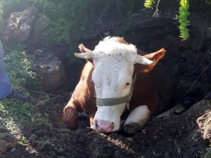 Fosseptik çukuruna düşen inek kurtarıldı