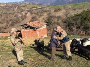 Kayıp keçileri jandarma buldu