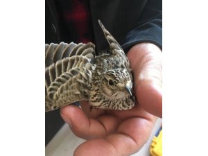 Yaralı Orman Toygarı tedavi altına alındı