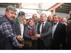 Mut’ta çiftçilere zeytin ve ceviz fidanı dağıtıldı