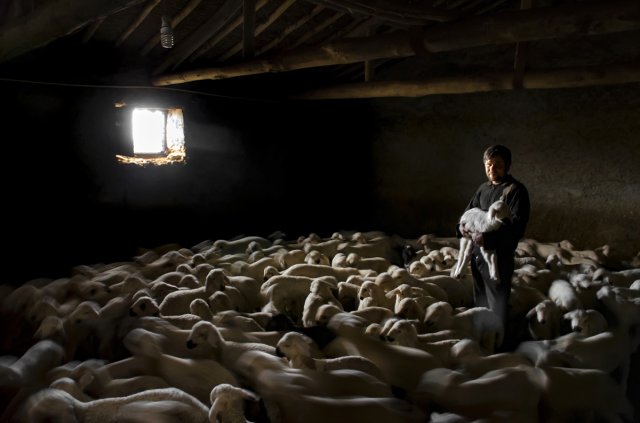 Konya'da üreticinin ağılında "mart" bereketi